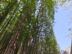 -日照海滨国家森林公园