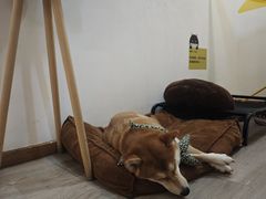 -柴迷FANS CLUB·柴犬狗咖·猫咖