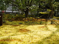 -西芳寺(苔寺)