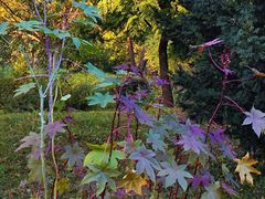 -国家植物园南园