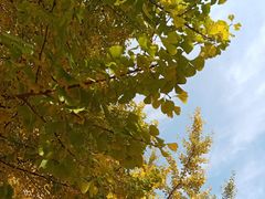 -四川大学(华西校区)