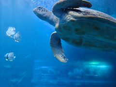 -太平洋海底世界