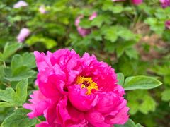-洛阳市隋唐城遗址植物园