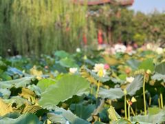 -济南大明湖景区