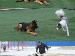 -宠物寄养训练学校