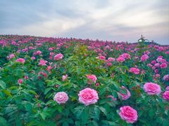 -密云玫瑰情园