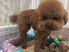 -康旭宠物医院(郑州总院)