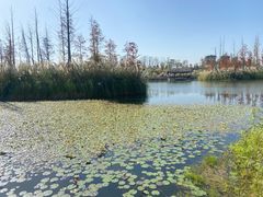 -白鹭湾湿地公园
