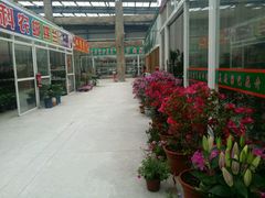 -龙大花卉苗木市场