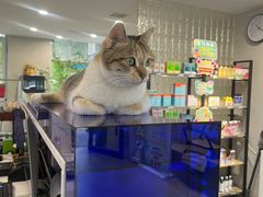 -伟伟宠物医院·CT影像中心·瑞派犬猫综合性门诊(汉口总院)