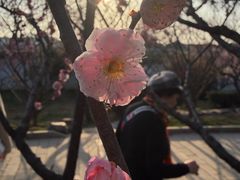 -无锡梅园公园