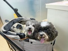 -宠颐生中康贝怡动物医院