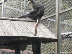 -深圳野生动物园