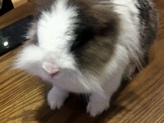 -藦茜花园宠物主题亲子互动体验馆(国顺东路店)