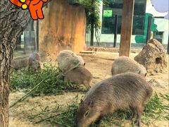 -大连森林动物园