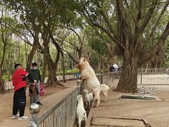 -广东茂名森林公园