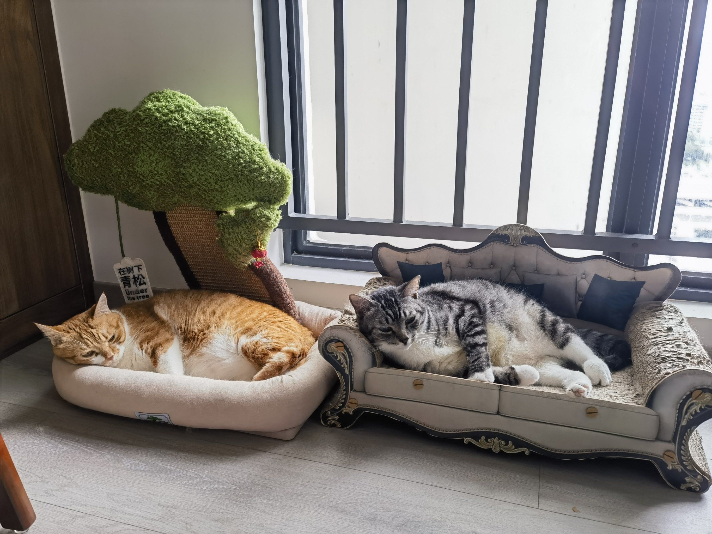 猫咪床上的午睡