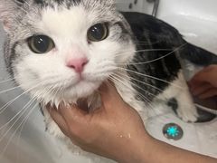 -babydoll猫舍·米努特·德文·缅因(久光中心店)