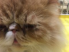 -藏猫猫咖啡主题馆(中央大道店)