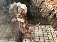 -酷以爬仙阁实体爬宠店·守宫·蜥蜴·专业繁育