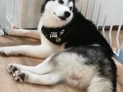 -Husky Go! 哈士奇体验馆·宠物咖啡厅狗咖