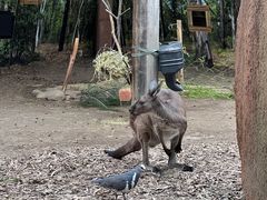 -悉尼海洋生物水族馆