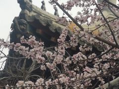 -桃花堤公园