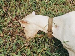 -黄埔油麻山森林公园