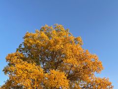 -金塔沙漠胡杨林景区