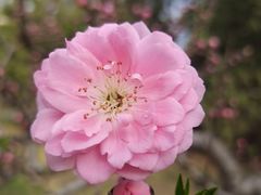 -海棠花溪(元大都城垣遗址公园)