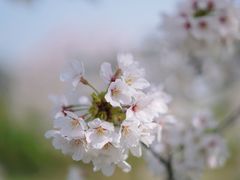 -上海辰山植物园