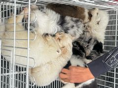 -哈尔滨道外花鸟鱼市场