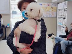 -申普宠物医院·心脏介入·心血管微创(总院)
