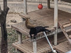 -石家庄市动物园