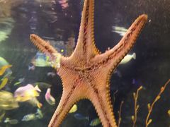 -太平洋海底世界