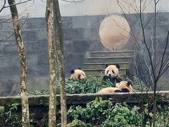 -中国大熊猫保护研究中心雅安碧峰峡基地