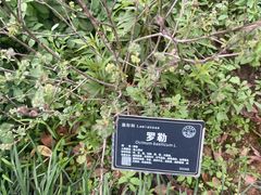 -东莞植物园
