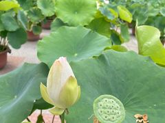 -莲花池公园