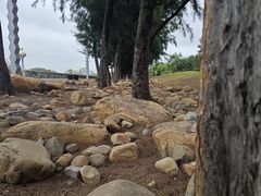 -宝安西湾红树林湿地公园