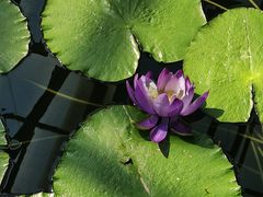 -国家植物园南园