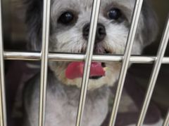 -创凡宠物医院·骨专科  猫科中心(西乡分院)