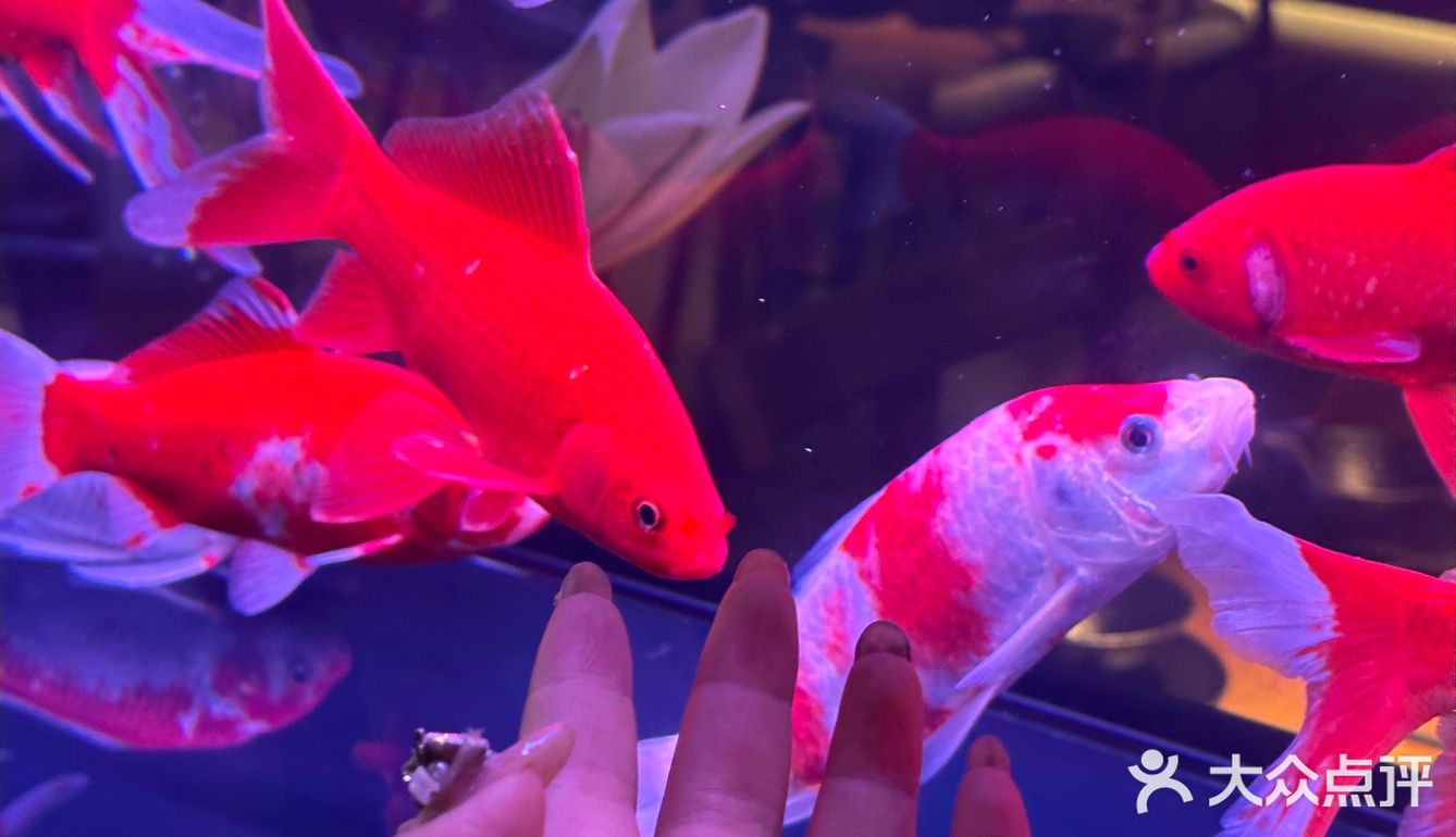 贵阳新店！小鱼餐厅好美啊！！🎏