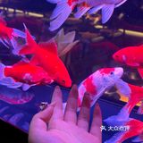 贵阳新店！小鱼餐厅好美啊！！🎏