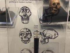 -北京周口店北京人遗址博物馆