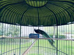 -太湖饭店玉兰厅(自助餐厅)