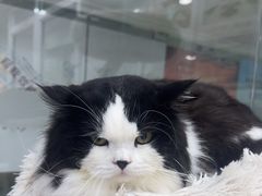 -爱洗澡的猫(天河路店)