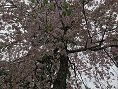 -醍醐寺