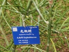 -中国科学院西双版纳热带植物园