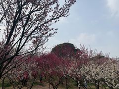 -无锡梅园公园