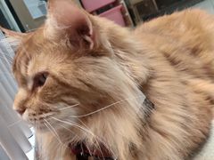 -藏猫猫咖啡主题馆(中央大道店)